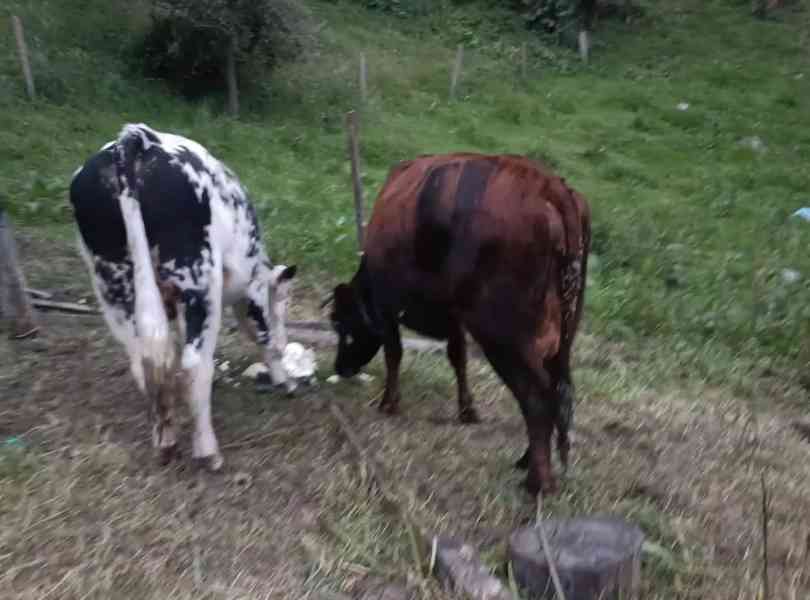 Animales en nuestra Granja Vive Lógicamente